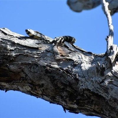 Varanus varius (Lace Monitor) at Bargo, NSW - 1 Aug 2023 by Snows