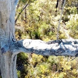 Varanus varius at Bargo, NSW - suppressed