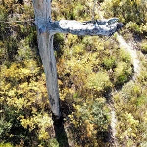 Varanus varius at Bargo, NSW - suppressed