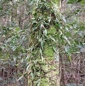 Dockrillia pugioniformis at Jamberoo, NSW - suppressed