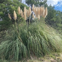 Cortaderia selloana (Pampas Grass) at Coombs, ACT - 29 Apr 2025 by SteveBorkowskis
