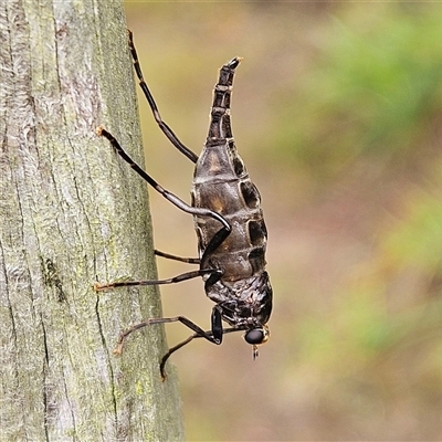 Boreoides subulatus (Wingless Soldier Fly) at Braidwood, NSW - 29 Apr 2025 by MatthewFrawley
