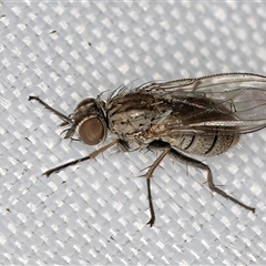 Anthomyiidae (family) (Anthomyiid fly) at Melba, ACT - 27 Apr 2025 by kasiaaus