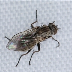 Anthomyiidae (family) at Melba, ACT - 27 Apr 2025 11:42 PM