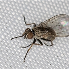Anthomyiidae (family) at Melba, ACT - 27 Apr 2025 11:42 PM