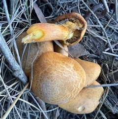 Gymnopilus junonius (Spectacular Rustgill) at Taylor, ACT - Yesterday by Jennybach