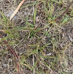 Bothriochloa macra (Red Grass, Red-leg Grass) at Higgins, ACT - 29 Apr 2025 by Jillw