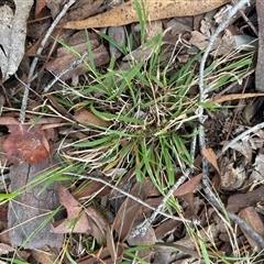 Microlaena stipoides (Weeping Grass) at Higgins, ACT - 29 Apr 2025 by Jillw