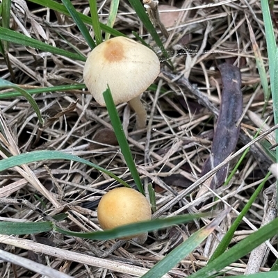 Unverified Cap on a stem; gills below cap [mushrooms or mushroom-like] at Taylor, ACT - 29 Apr 2025 by Jennybach