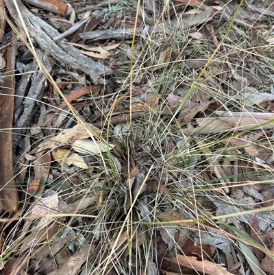 Austrostipa bigeniculata (Kneed Speargrass) at Higgins, ACT - 29 Apr 2025 by Jillw