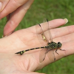Ictinogomphus australis at Fig Tree Pocket, QLD - 17 Feb 2007 11:14 AM