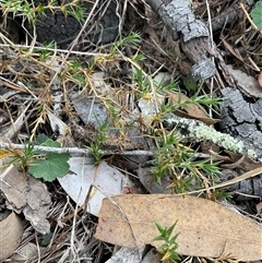 Stellaria pungens (Prickly Starwort) at Taylor, ACT - 29 Apr 2025 by Jennybach
