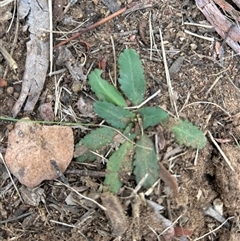 Solenogyne dominii (Smooth Solenogyne) at Higgins, ACT - Yesterday by Jillw