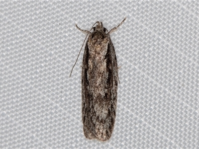 Guestia chaetophora (A Concealer moth (Barea group) at Melba, ACT - 28 Apr 2025 by kasiaaus