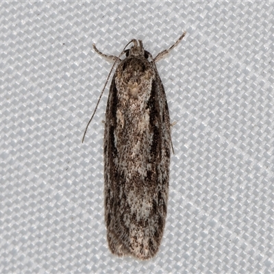 Guestia chaetophora (A Concealer moth (Barea group) at Melba, ACT - 28 Apr 2025 by kasiaaus