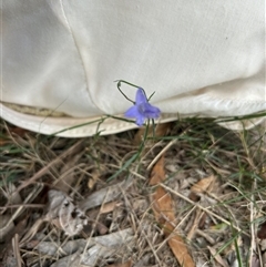Wahlenbergia sp. (Bluebell) at Higgins, ACT - 29 Apr 2025 by Jillw