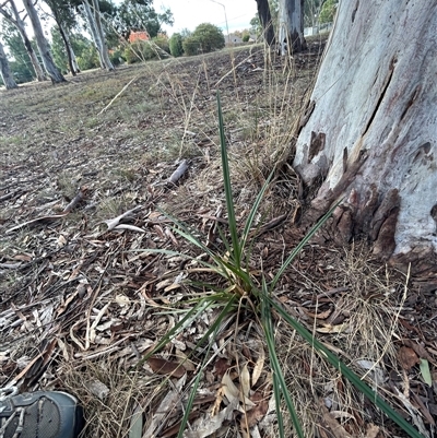 Dianella revoluta var. revoluta (Black-Anther Flax Lily) at Higgins, ACT - 29 Apr 2025 by Jillw