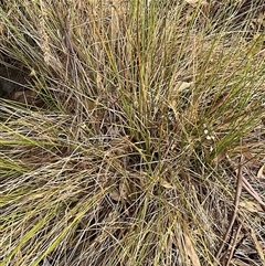 Carex appressa (Tall Sedge) at Hall, ACT - 29 Apr 2025 by Jennybach