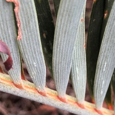 Macrozamia secunda at Crowther, NSW - 28 Apr 2025 by Frecko