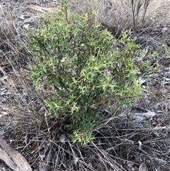 Grevillea ramosissima subsp. ramosissima (Fan Grevillea) at Crowther, NSW - 28 Apr 2025 by Frecko
