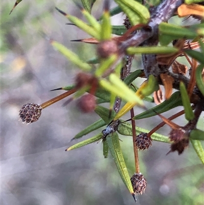 Acacia ulicifolia (Prickly Moses) at Crowther, NSW - 28 Apr 2025 by Frecko