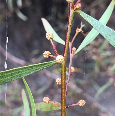 Acacia verniciflua (Varnish Wattle) at Crowther, NSW - 28 Apr 2025 by Frecko