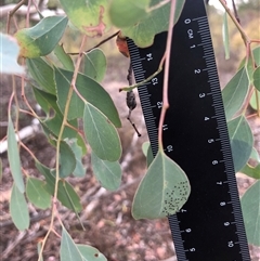 Eucalyptus blakelyi at Crowther, NSW - 28 Apr 2025 by Frecko