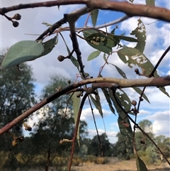 Eucalyptus blakelyi (Blakely's Red Gum) at Crowther, NSW - 28 Apr 2025 by Frecko