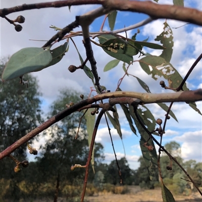 Eucalyptus blakelyi (Blakely's Red Gum) at Crowther, NSW - 28 Apr 2025 by Frecko