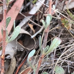 Hibbertia obtusifolia (Grey Guinea-flower) at Crowther, NSW - 28 Apr 2025 by Frecko