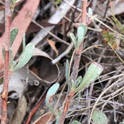 Hibbertia obtusifolia (Grey Guinea-flower) at Crowther, NSW - 28 Apr 2025 by Frecko