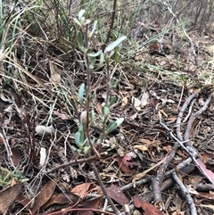 Hibbertia obtusifolia at Crowther, NSW - 28 Apr 2025 03:47 PM