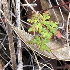Cheilanthes sieberi subsp. sieberi at Crowther, NSW - 28 Apr 2025 03:46 PM