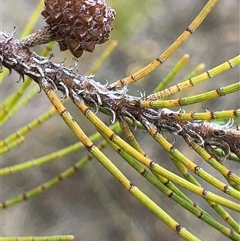 Casuarina cunninghamiana subsp. cunninghamiana (River She-Oak, River Oak) at Crowther, NSW - 28 Apr 2025 by Frecko