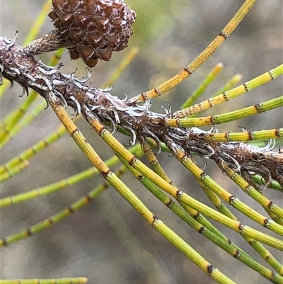 Casuarina cunninghamiana subsp. cunninghamiana (River She-Oak, River Oak) at Crowther, NSW - 28 Apr 2025 by Frecko