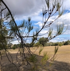 Casuarina cunninghamiana subsp. cunninghamiana at Crowther, NSW - 28 Apr 2025 03:34 PM