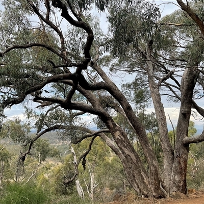 Eucalyptus bridgesiana (Apple Box) at Taylor, ACT - 29 Apr 2025 by Jennybach