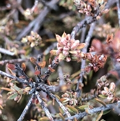 Styphelia attenuata (Small-leaved Beard Heath) at Crowther, NSW - 27 Apr 2025 by Frecko