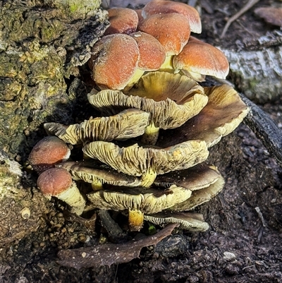 Hypholoma sp. at Yarralumla, ACT - 29 Apr 2025 by Gallpix