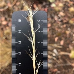 Aristida ramosa (Purple Wire Grass) at Crowther, NSW - 27 Apr 2025 by Frecko