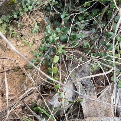 Asplenium flabellifolium (Necklace Fern) at Taylor, ACT - 29 Apr 2025 by Jennybach