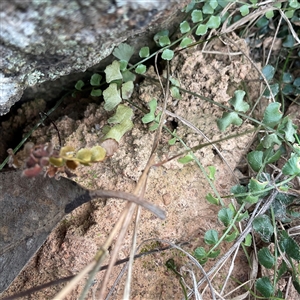 Asplenium flabellifolium at Taylor, ACT - 29 Apr 2025 11:32 AM