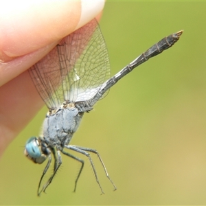 Diplacodes trivialis at Fig Tree Pocket, QLD - 17 Feb 2007 12:53 PM