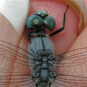 Diplacodes trivialis at Fig Tree Pocket, QLD - 17 Feb 2007 12:53 PM