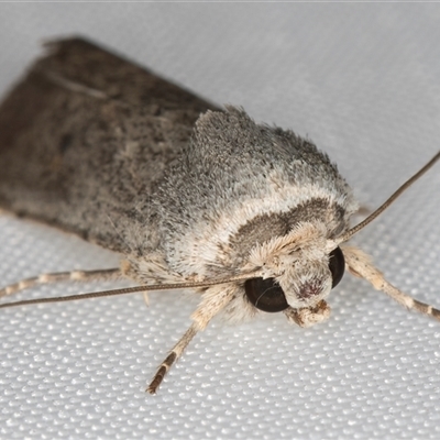 Proteuxoa sp. 3 (MoV, Part 9) (A Noctuid moth (Acronictinae) at Melba, ACT - 28 Apr 2025 by kasiaaus