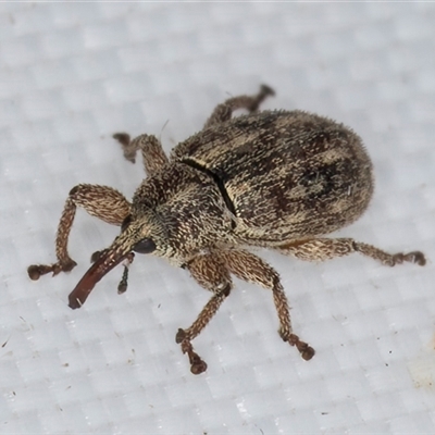 Storeini (tribe) (Storeine weevil) at Melba, ACT - 28 Apr 2025 by kasiaaus