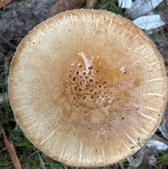 Unverified Fungus by LisaH