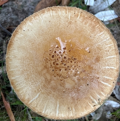 Unverified Fungus by LisaH