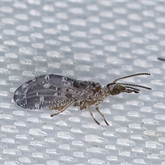 Heteroconis (genus) (A dusky lacewing) at Melba, ACT - 28 Apr 2025 by kasiaaus