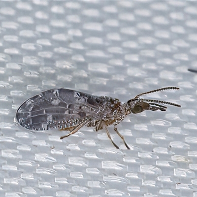 Heteroconis (genus) (A dusky lacewing) at Melba, ACT - 28 Apr 2025 by kasiaaus